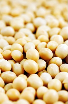 Soja em grãos
