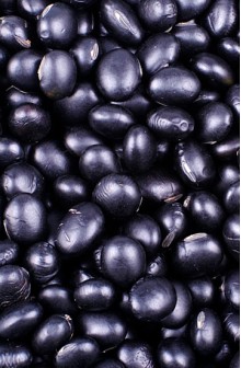 Soja Preta em grãos